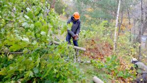 Arboriculture & Landscape Management